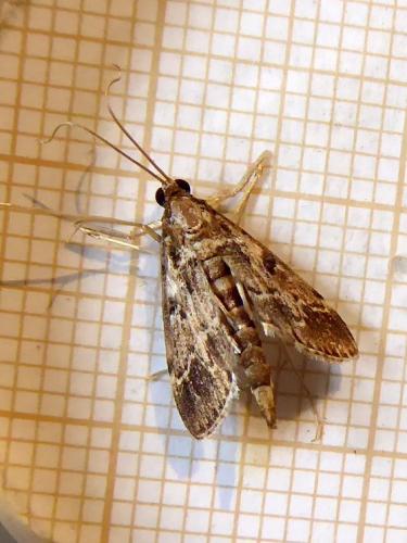 Réf. 289 087 : Duponchelia fovealis